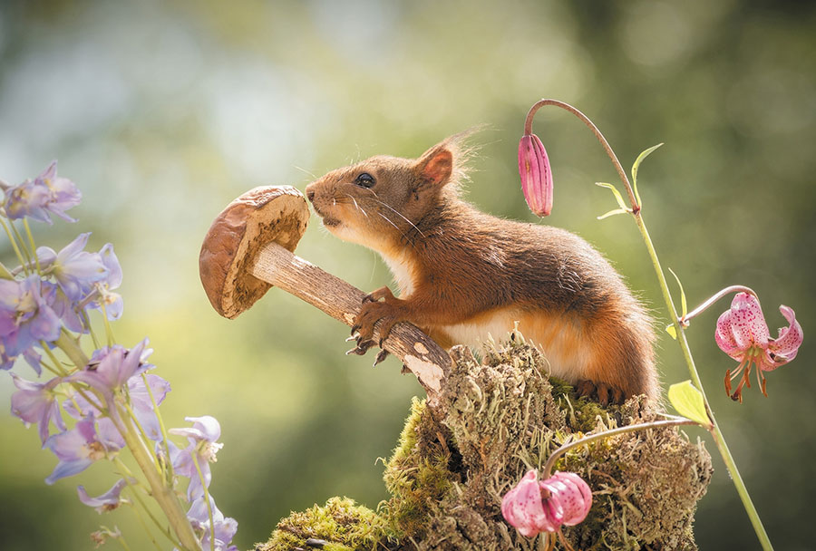 Magic Realism, par Geert Weggen