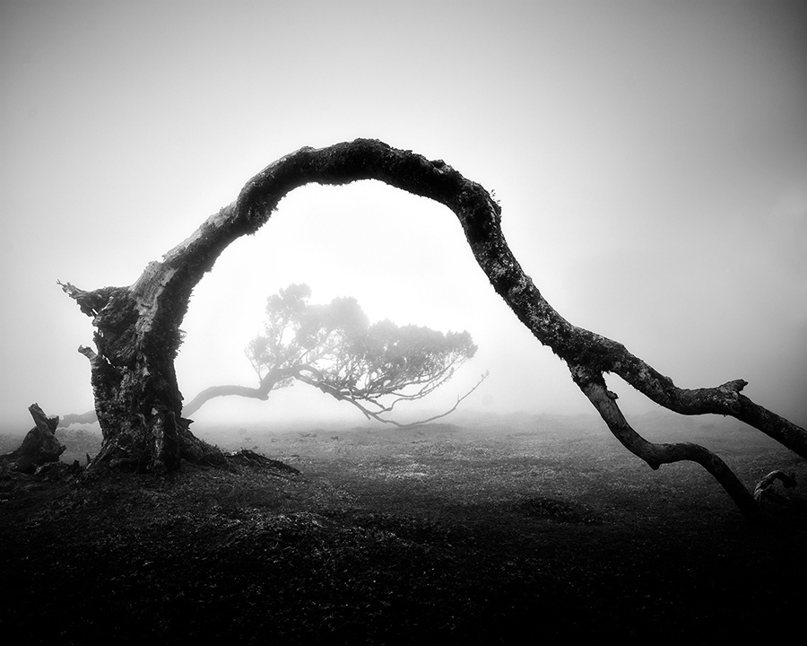 Les arbres millénaires de Madère à travers le regard de Michael Schlegel